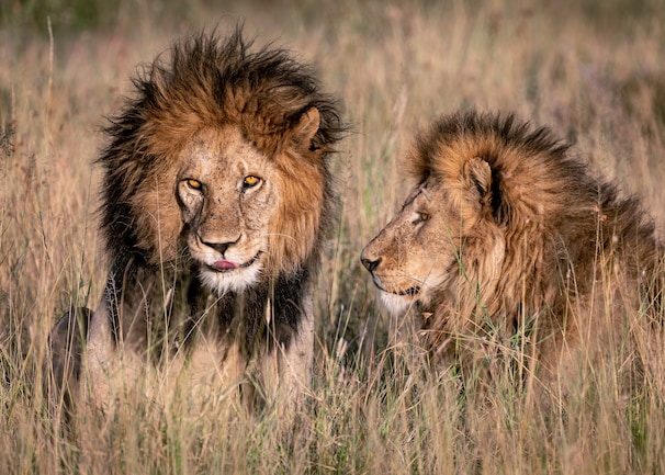 Lion king no more: Africa’s most handsome lion slain by younger rivals