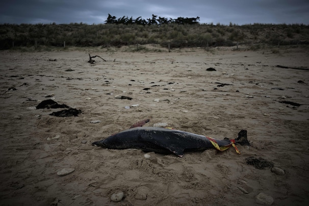 Why sea creatures are washing up dead around the world